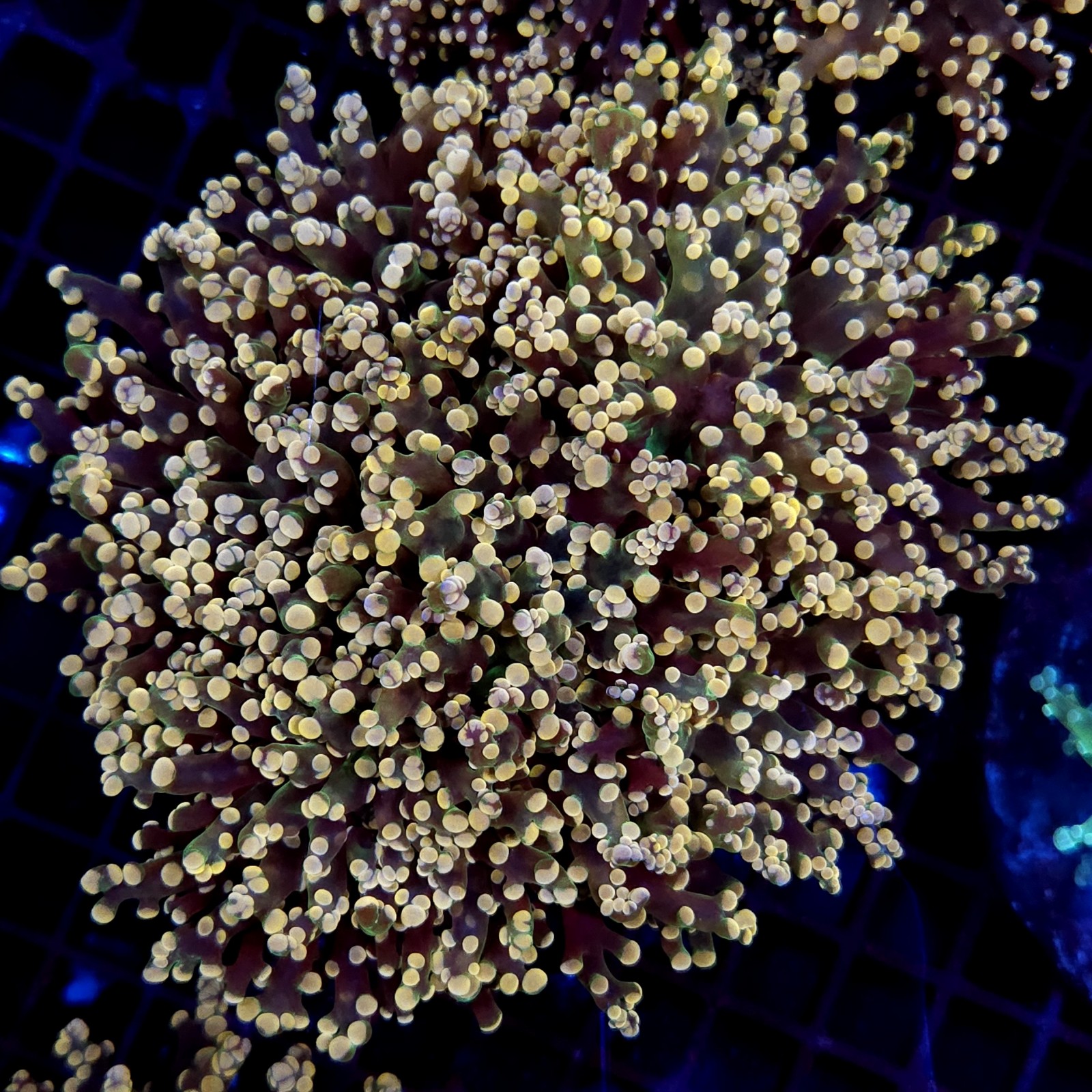 CC274 - Euphyllia paradivisa