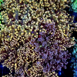 CC276 - Euphyllia paradivisa