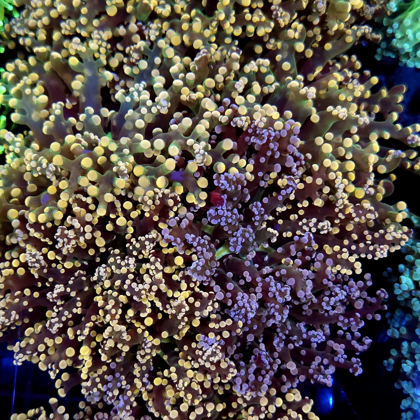 CC276 - Euphyllia paradivisa