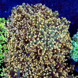 CC277 - Euphyllia paradivisa