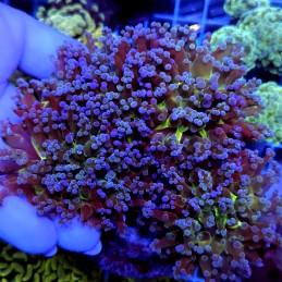 CC966 - Euphyllia paradivisa