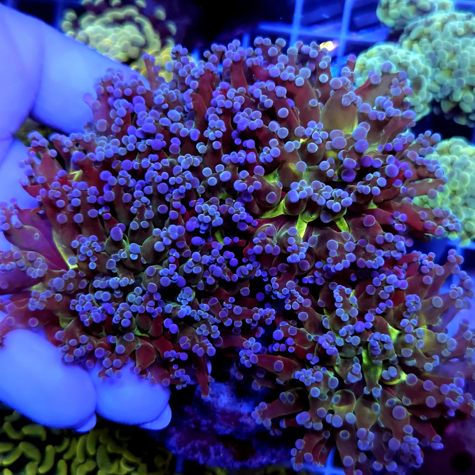 CC966 - Euphyllia paradivisa