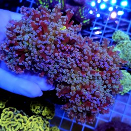 CC968 - Euphyllia paradivisa