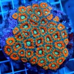 CC809 - Acanthastrea