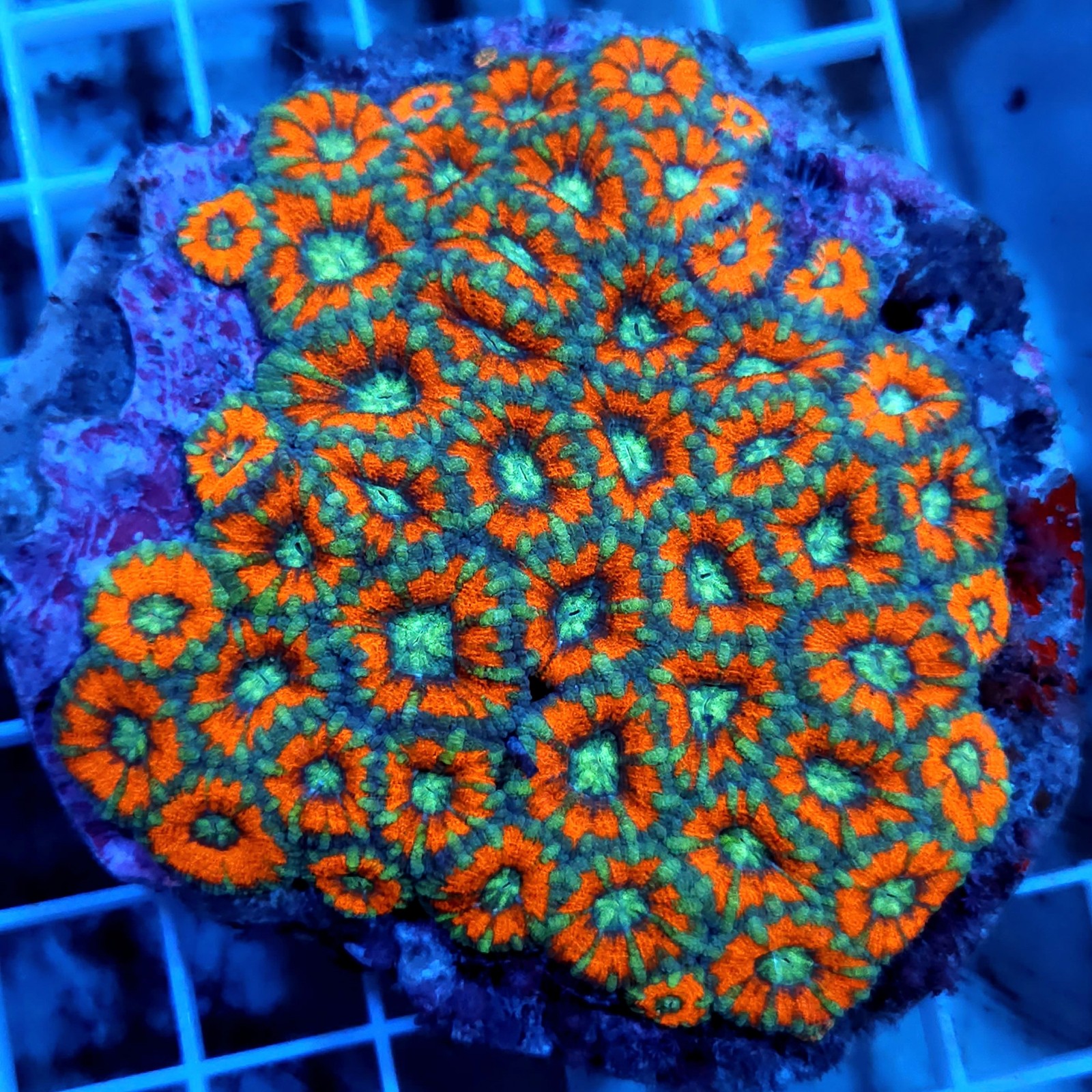 CC809 - Acanthastrea