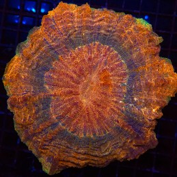 H-7412 - Acanthophyllia