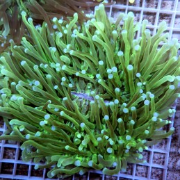 CC861 - Heliofungia