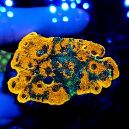 CC610 - Echinophyllia