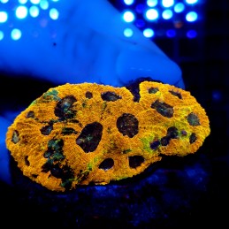 CC613 - Echinophyllia