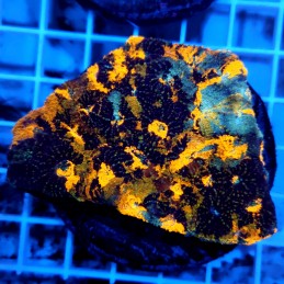 CC894 - Echinophyllia