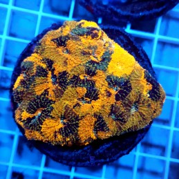 CC895 - Echinophyllia