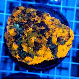CC896 - Echinophyllia