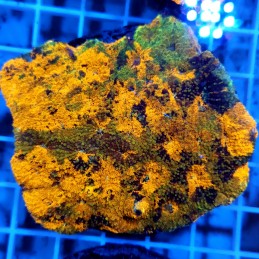 CC897 - Echinophyllia