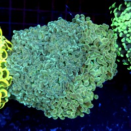 CC189 - Euphyllia paraancora