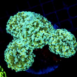 CC190 - Euphyllia paraancora