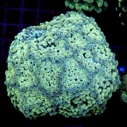 CC191 - Euphyllia paraancora