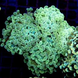 CC192 - Euphyllia paraancora