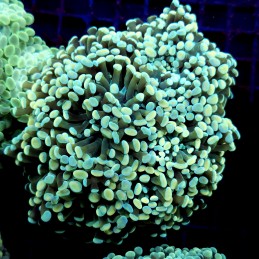CC193 - Euphyllia paraancora