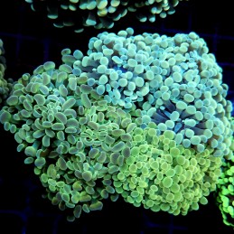 CC194 - Euphyllia paraancora