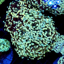 CC195 - Euphyllia paraancora