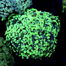 CC196 - Euphyllia paraancora