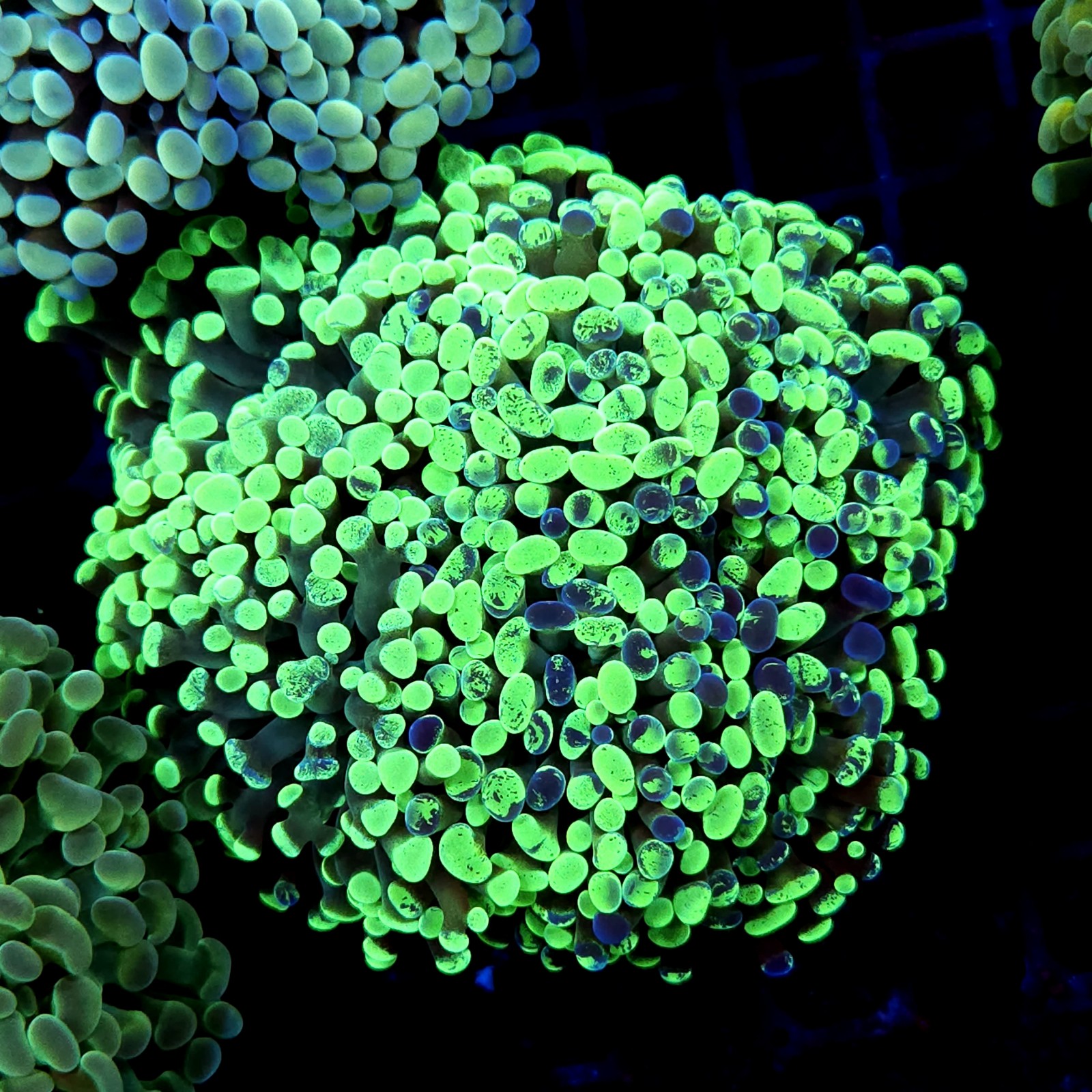 CC196 - Euphyllia paraancora