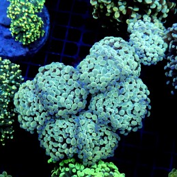 CC197 - Euphyllia paraancora