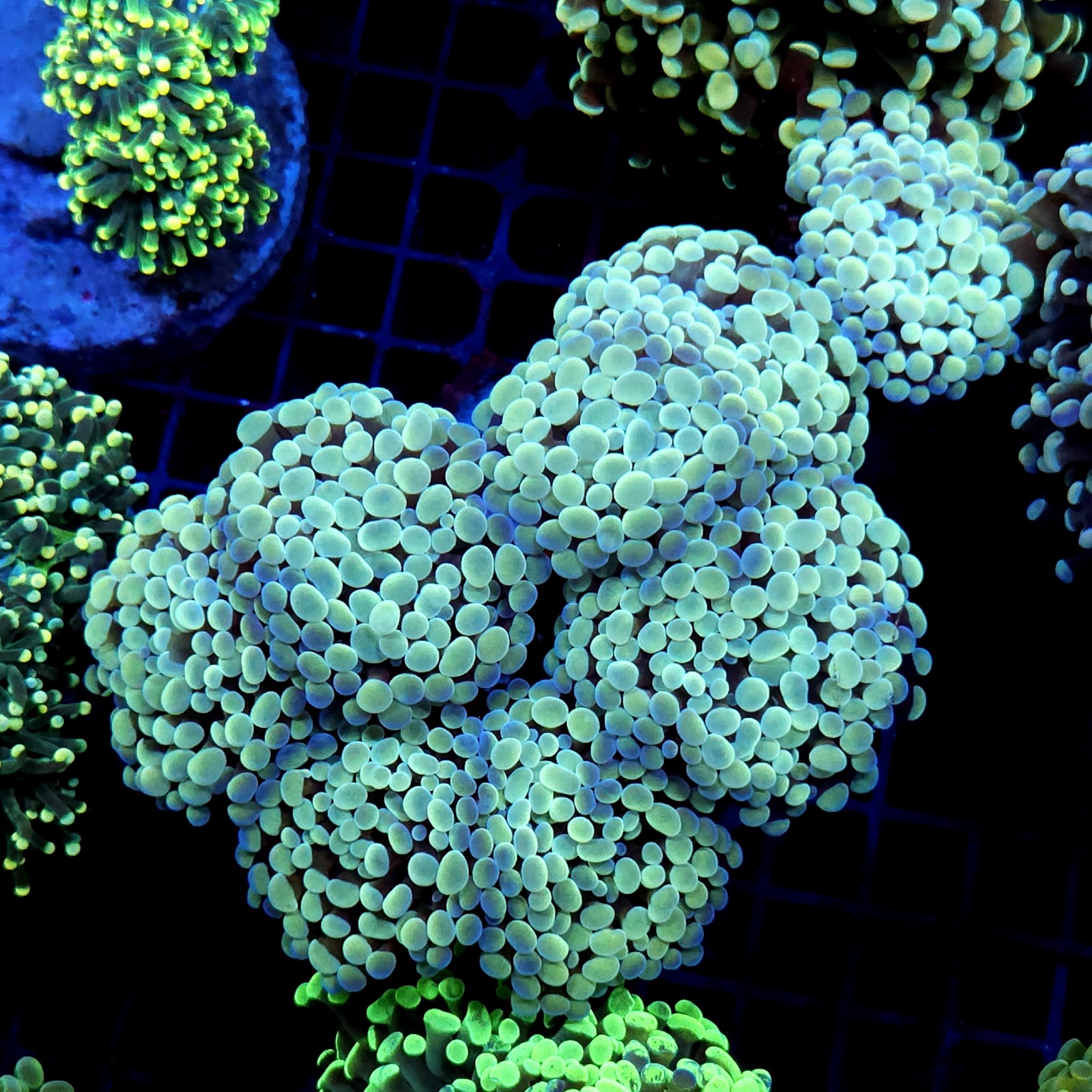 CC197 - Euphyllia paraancora