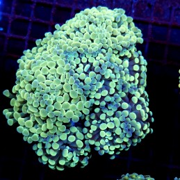 CC198 - Euphyllia paraancora