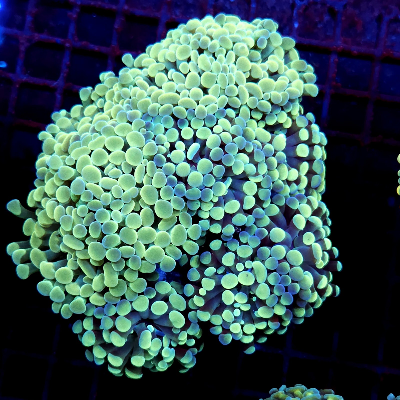 CC198 - Euphyllia paraancora