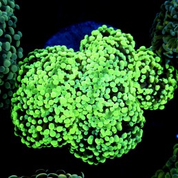 CC199 - Euphyllia paraancora