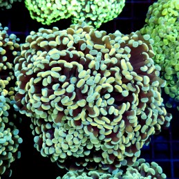 CC200 - Euphyllia paraancora