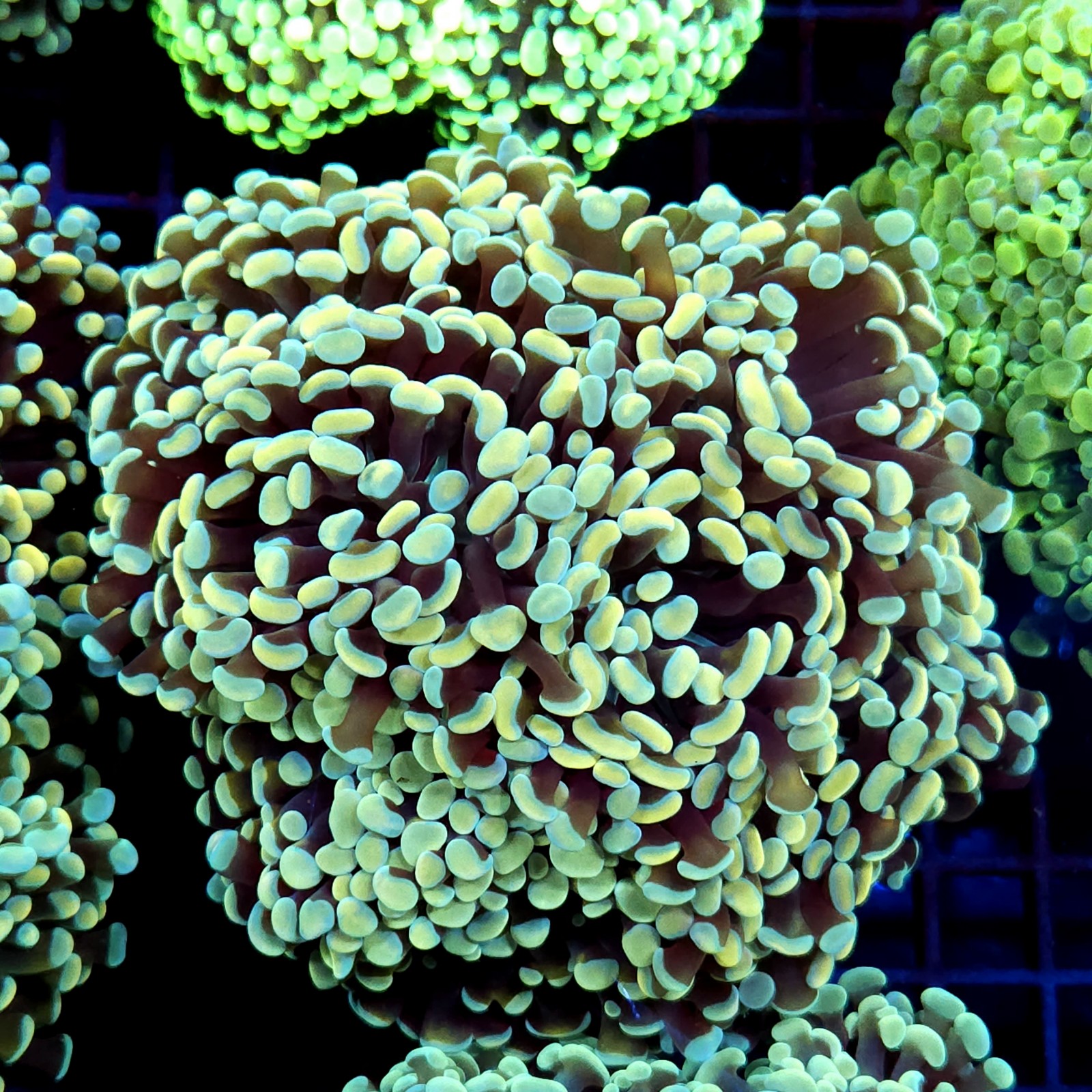 CC200 - Euphyllia paraancora