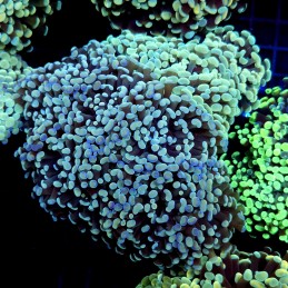 CC201 - Euphyllia paraancora