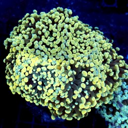 CC202 - Euphyllia paraancora