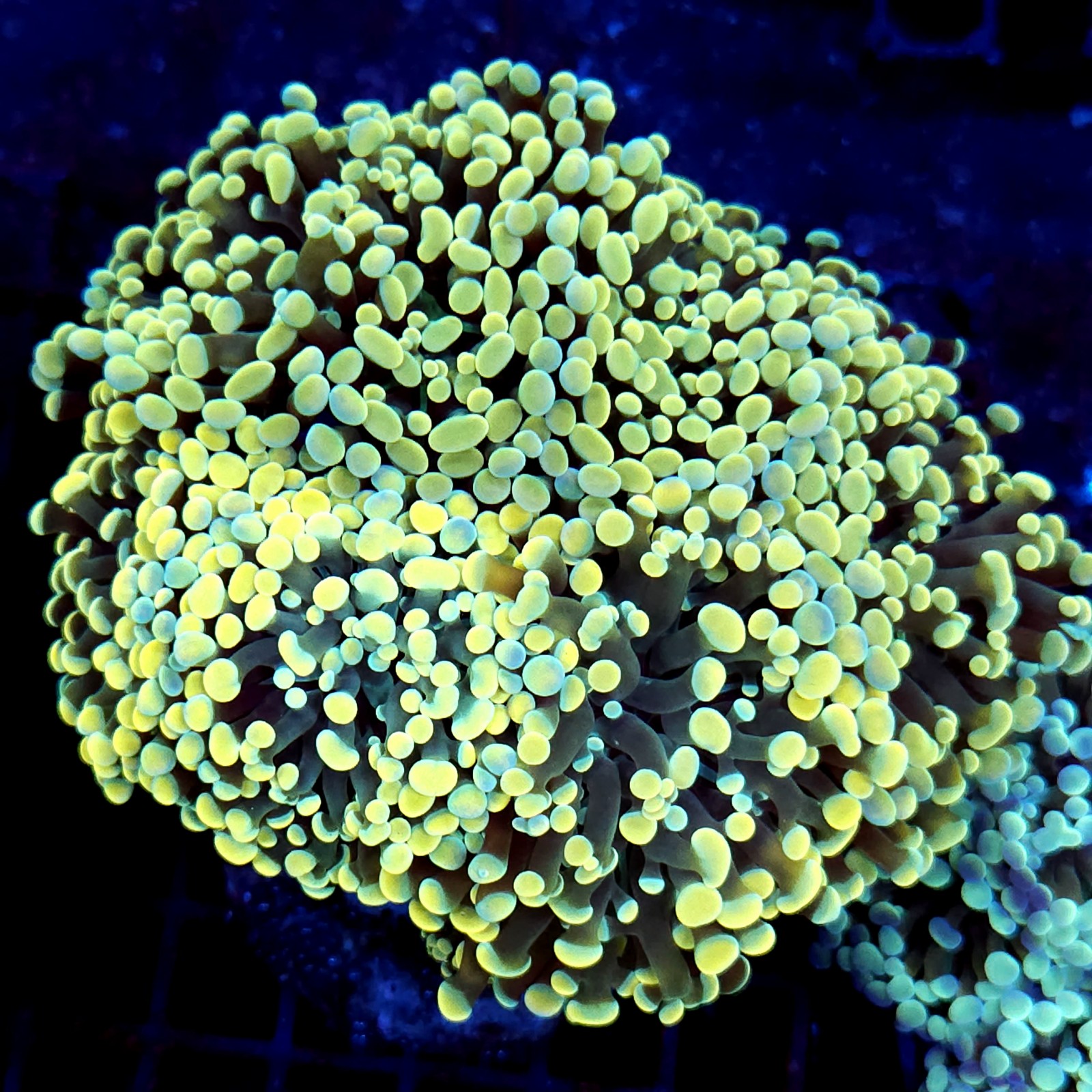 CC202 - Euphyllia paraancora