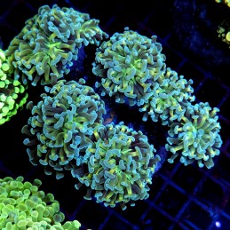 CC203 - Euphyllia paraancora