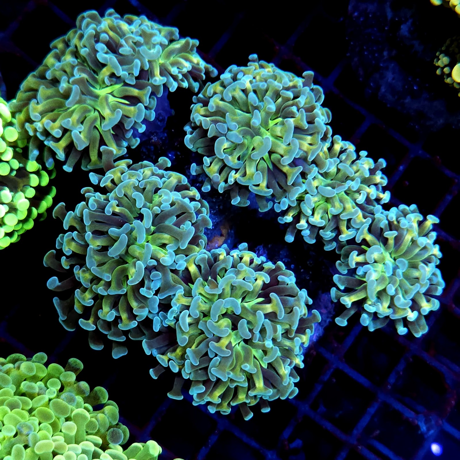 CC203 - Euphyllia paraancora
