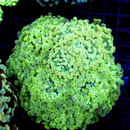 CC204 - Euphyllia paraancora
