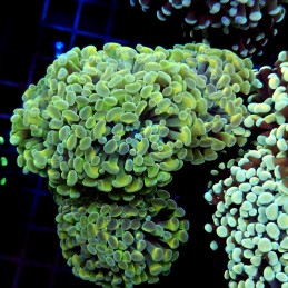 CC205 - Euphyllia paraancora