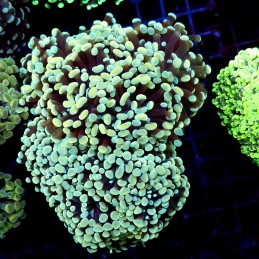 CC206 - Euphyllia paraancora