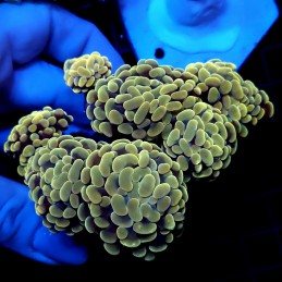 CC365 - Euphyllia paraancora