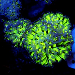 CC366 - Euphyllia paraancora