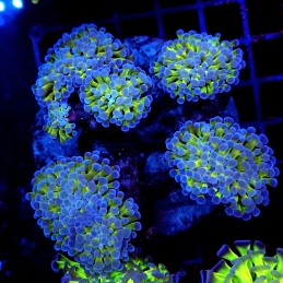 CC367 - Euphyllia paraancora