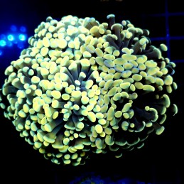 CC368 - Euphyllia paraancora