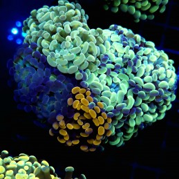 CC369 - Euphyllia paraancora
