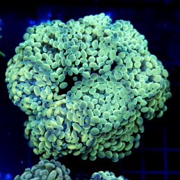 CC370 - Euphyllia paraancora