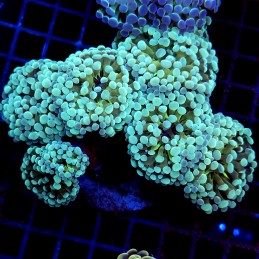 CC373 - Euphyllia paraancora