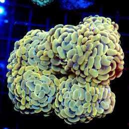 CC374 - Euphyllia paraancora