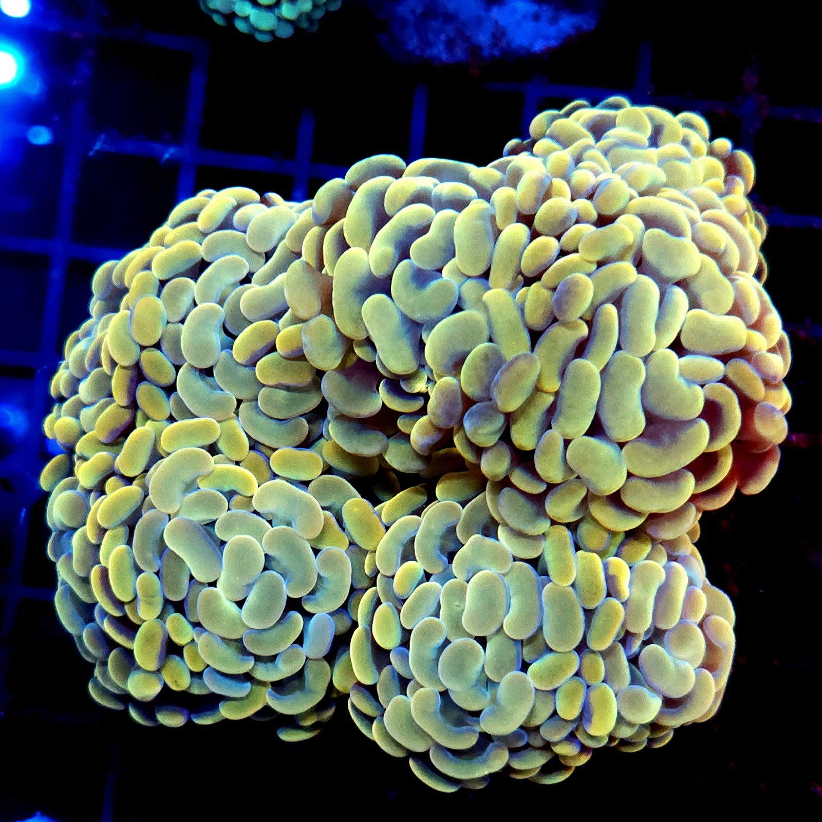 CC374 - Euphyllia paraancora